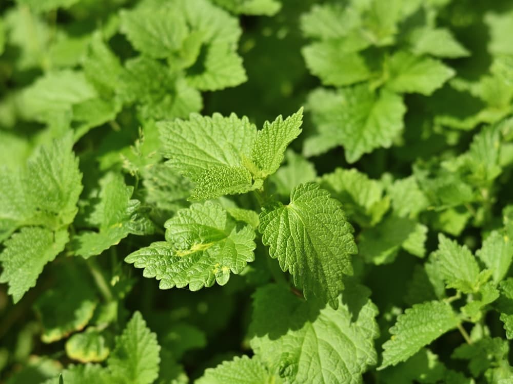 Patchouli & Essential Oils