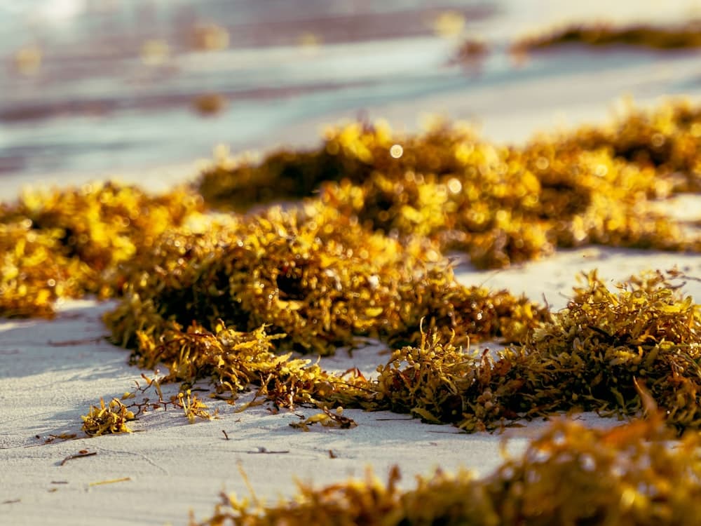 Seaweed / Carrageenan