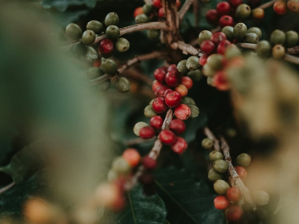 Specialty Coffee